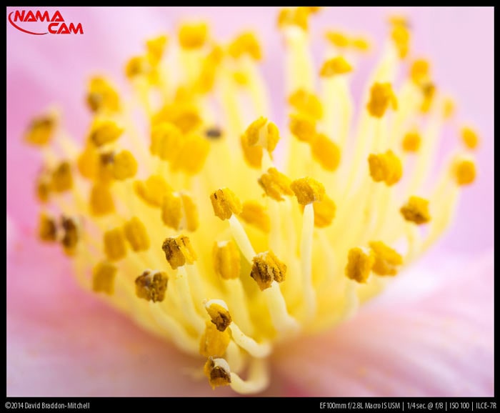 لنز دوربین کانن EF 100mm F/2.8L Macro IS USM