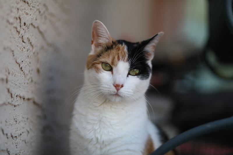 عکاسی با لنز کانن 85mm f1.8 usm