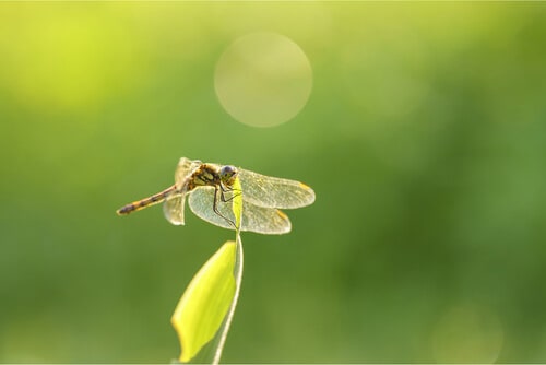 لنز سیگما 105mm f/2.8 DG DN Macro مانت سونی ( Sony E )/نماکم