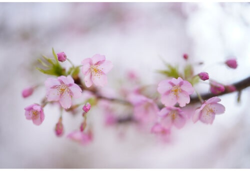 لنز سیگما 50mm f/1.2 DG DN Art مانت سونی E/نماکم