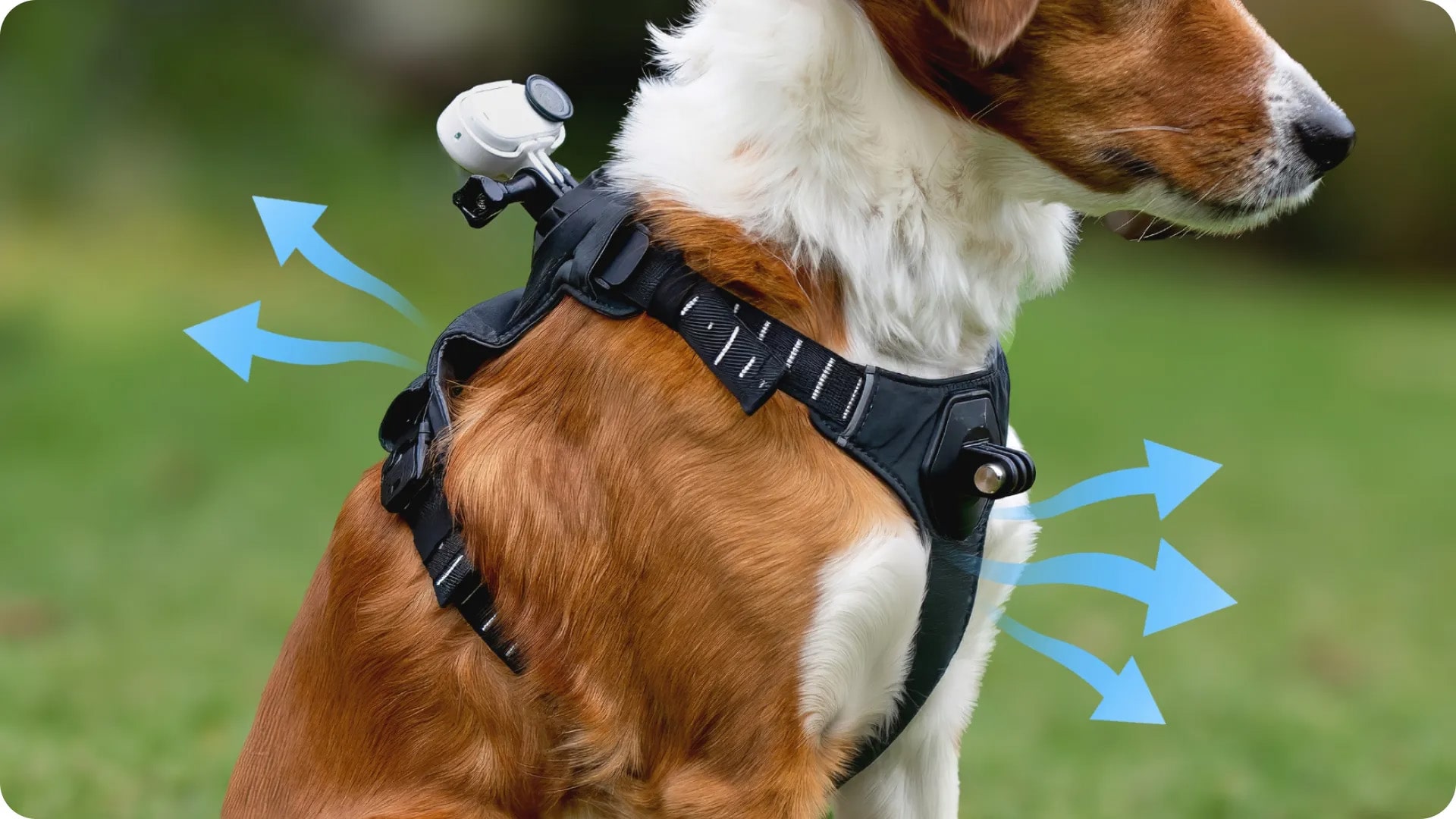 Insta360 Pet Harness Mount/نماکم